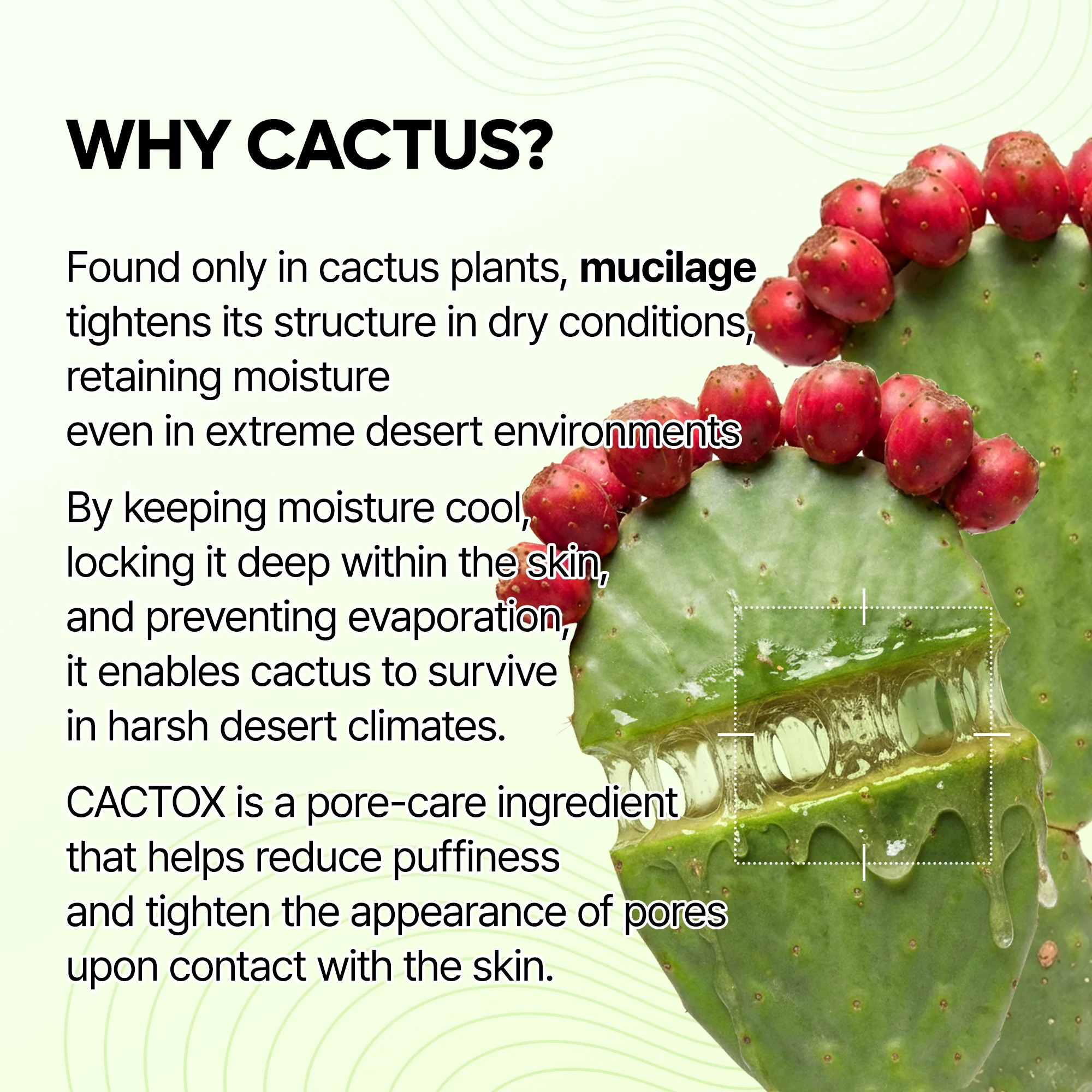 CACTOX Pore Relief Jelly Serum Mist - Image 4